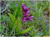 Dactylorhiza sambucina