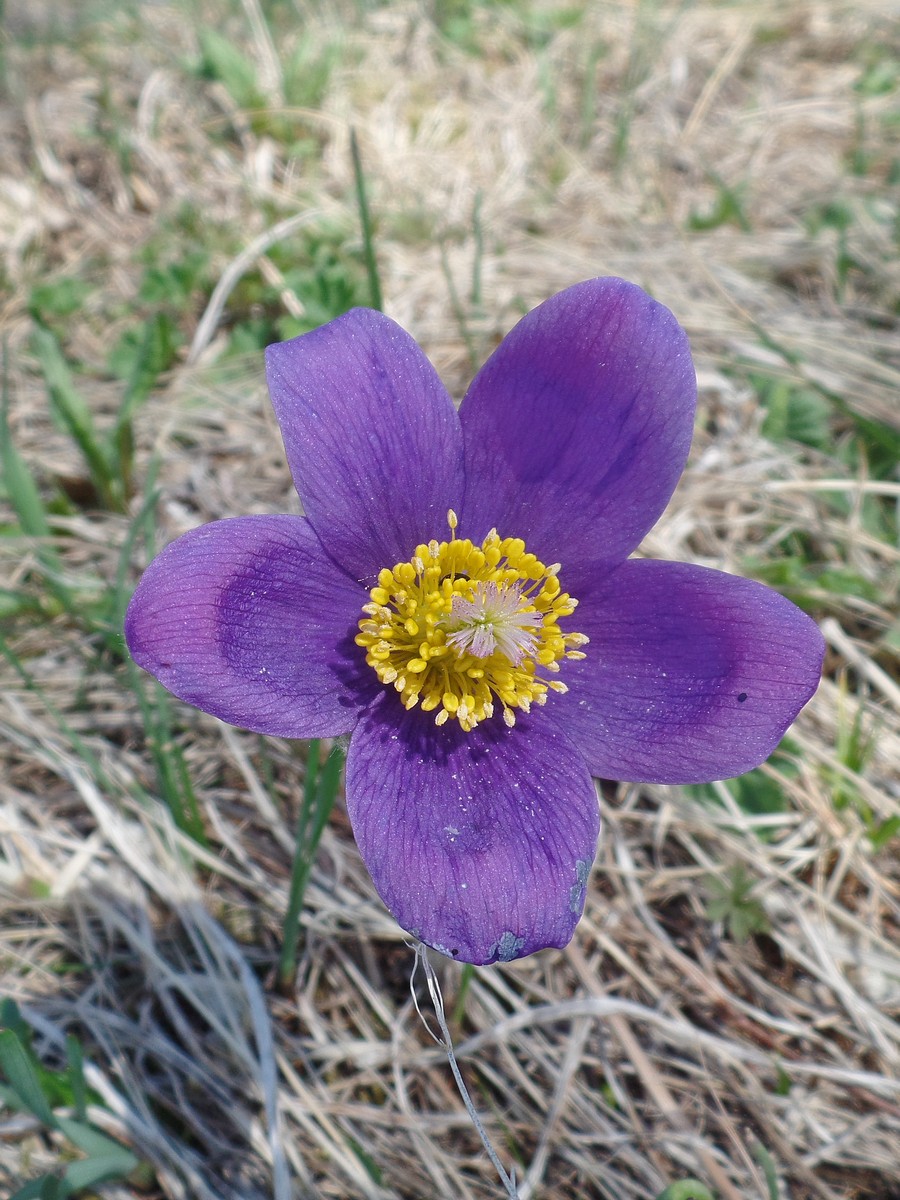 Изображение особи Pulsatilla patens.