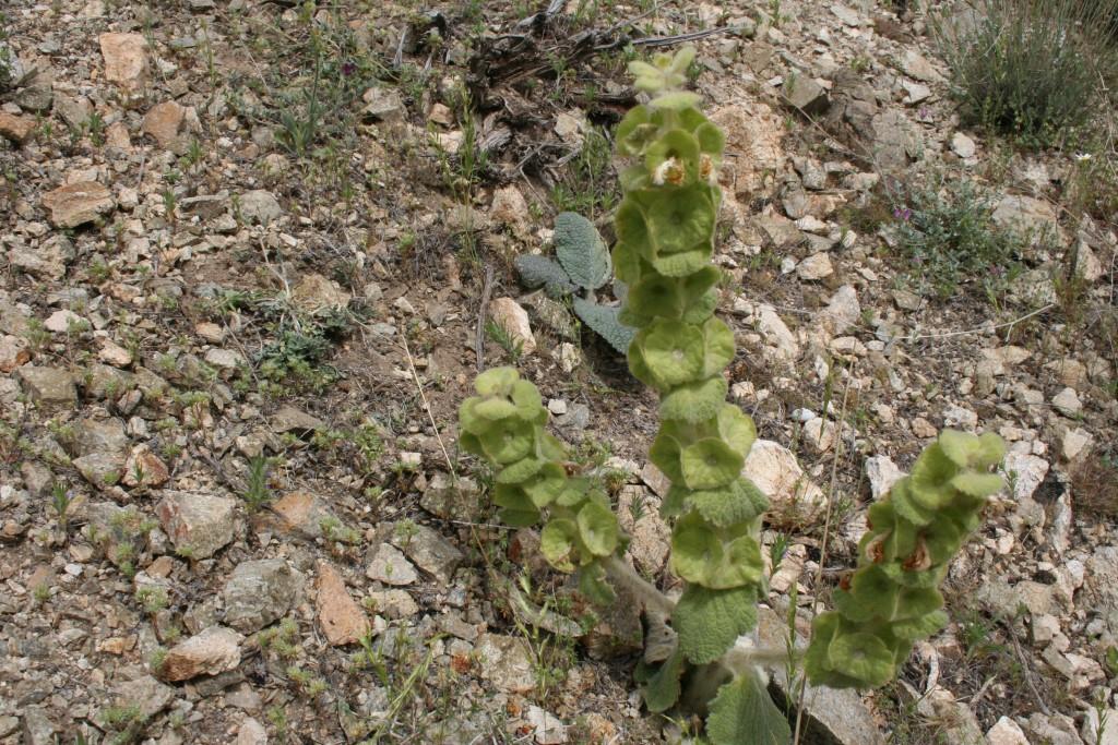 Image of Eremostachys macrophylla specimen.