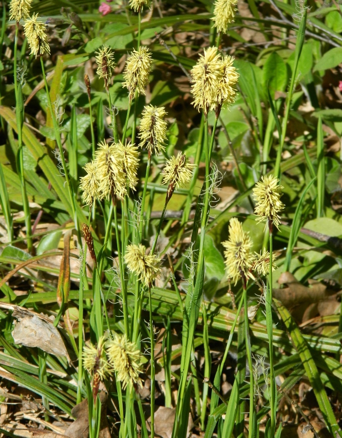 Изображение особи Carex pilosa.