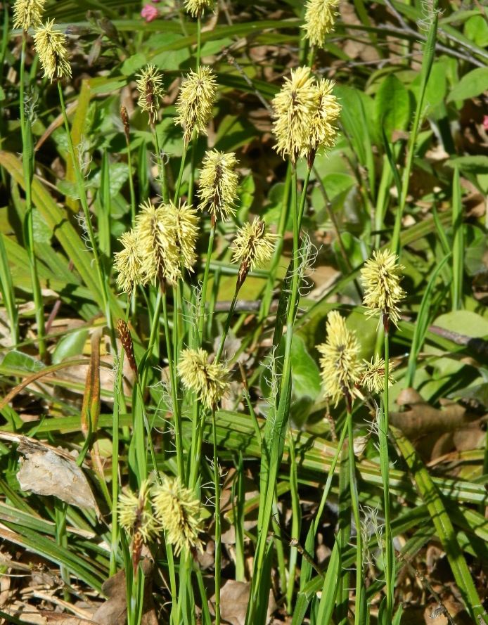 Image of Carex pilosa specimen.