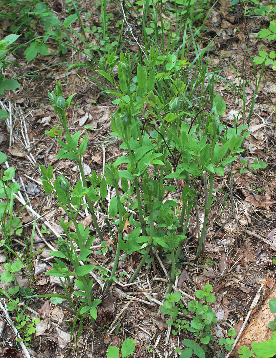 Image of Clematis recta specimen.