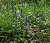 Ajuga reptans. Цветущие растения. Московская обл., Раменский р-н, окр. ж.-д. платформы Хрипань, смешанный лес у ЛЭП. 05.06.2017.