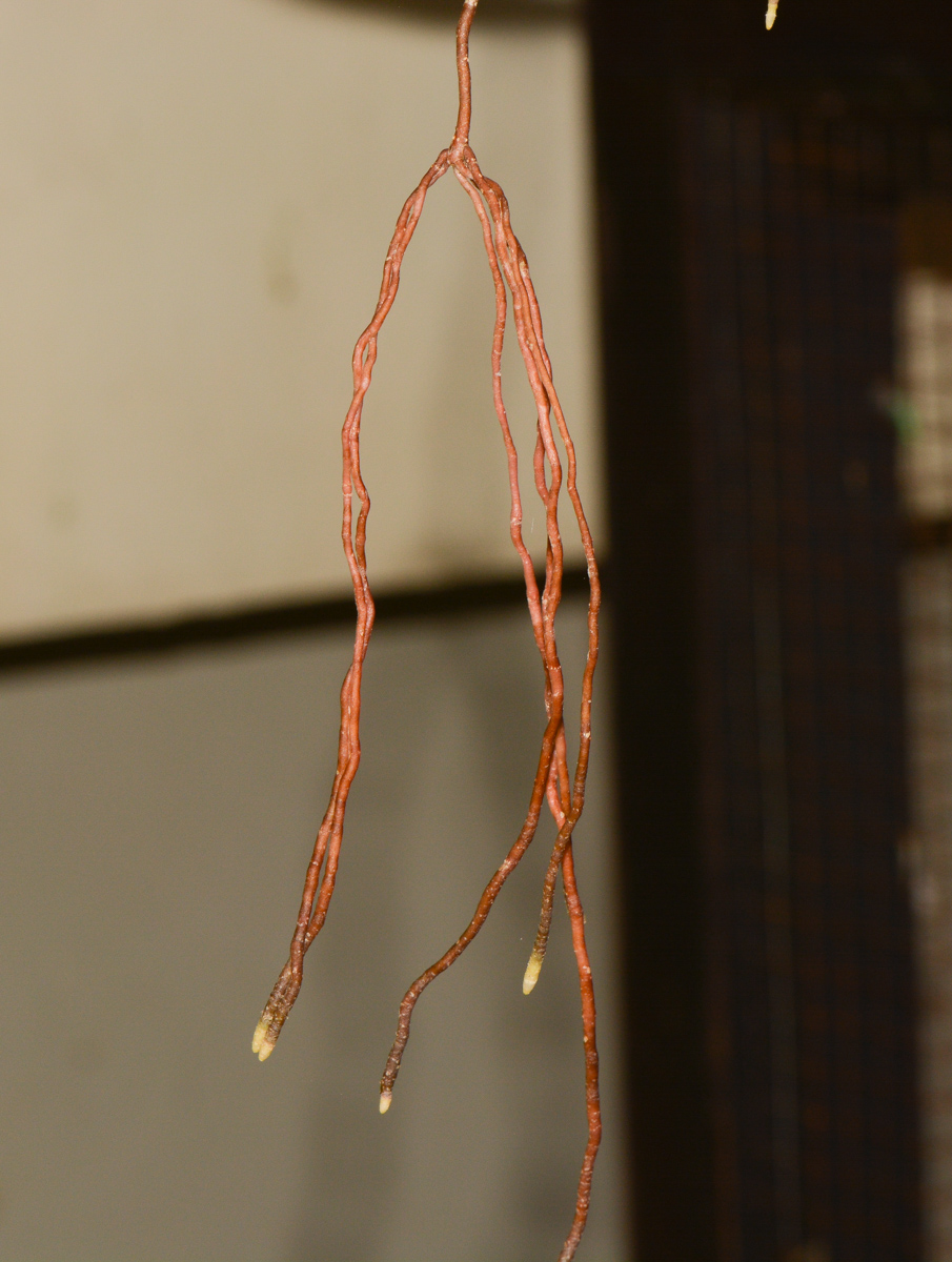 Image of Hoya carnosa specimen.