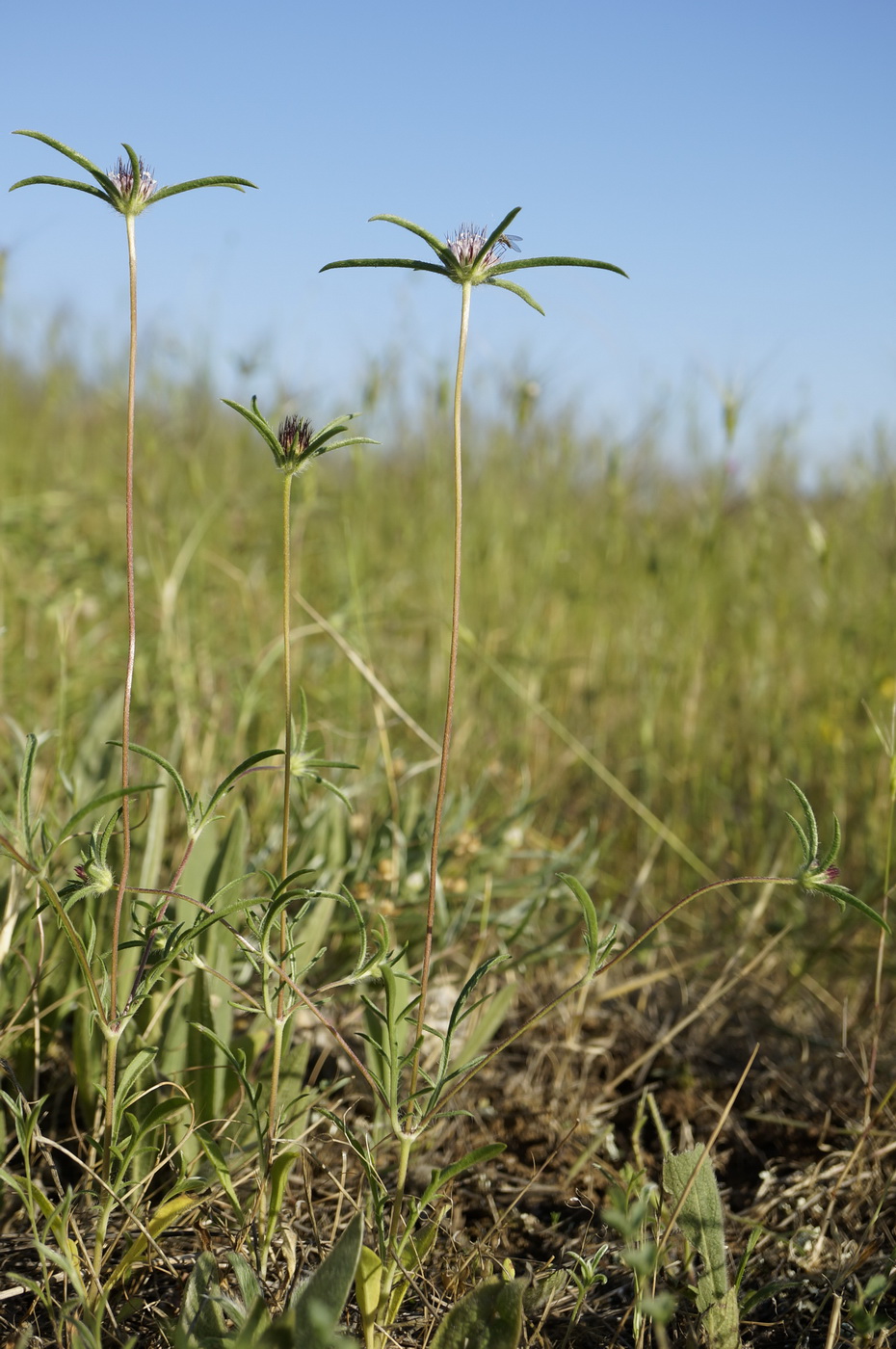 Image of Lomelosia divaricata specimen.