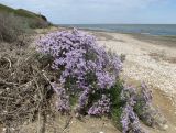 Limonium caspium. Цветущее растение. Крым, Керченский п-ов, окр. с. Львово, берег залива Сиваш, песчано-ракушечный пляж. 23 июня 2017 г.