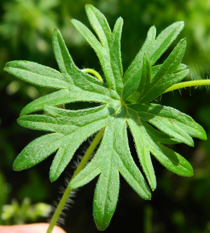 Image of Geranium sanguineum specimen.