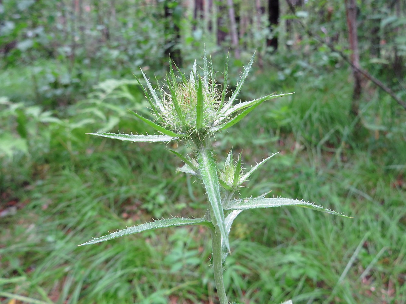 Изображение особи Carlina biebersteinii.