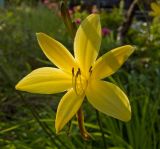 род Hemerocallis