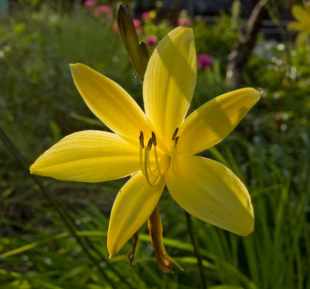 Image of genus Hemerocallis specimen.