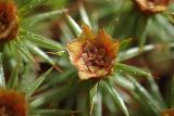 Polytrichum juniperinum. Перигоний на верхушке мужского гаметофита. Московская обл., Талдомский р-н, обочина лесной дороги. 09.06.2017.