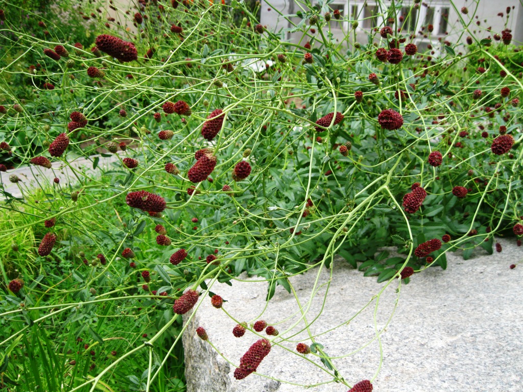 Image of Sanguisorba officinalis specimen.