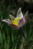 Pulsatilla multifida