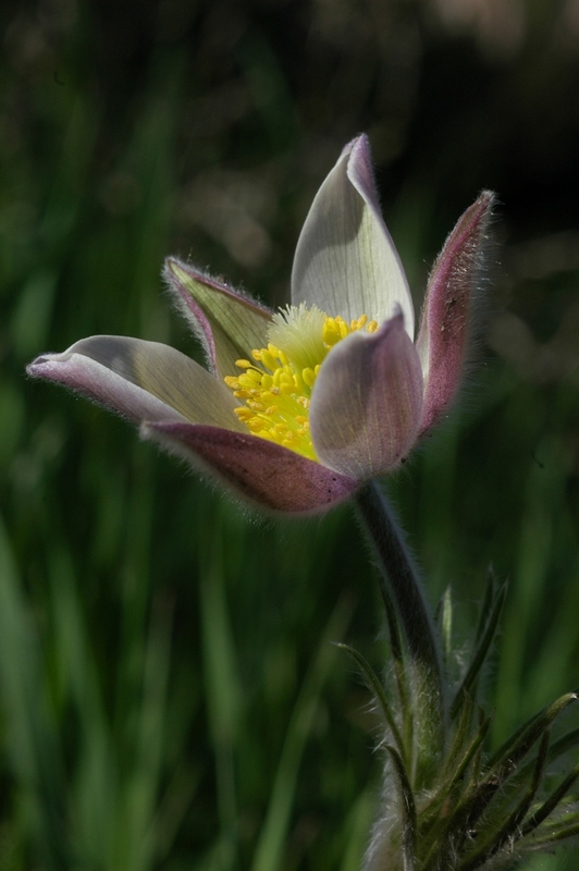 Изображение особи Pulsatilla multifida.