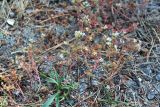 Sedum pallidum