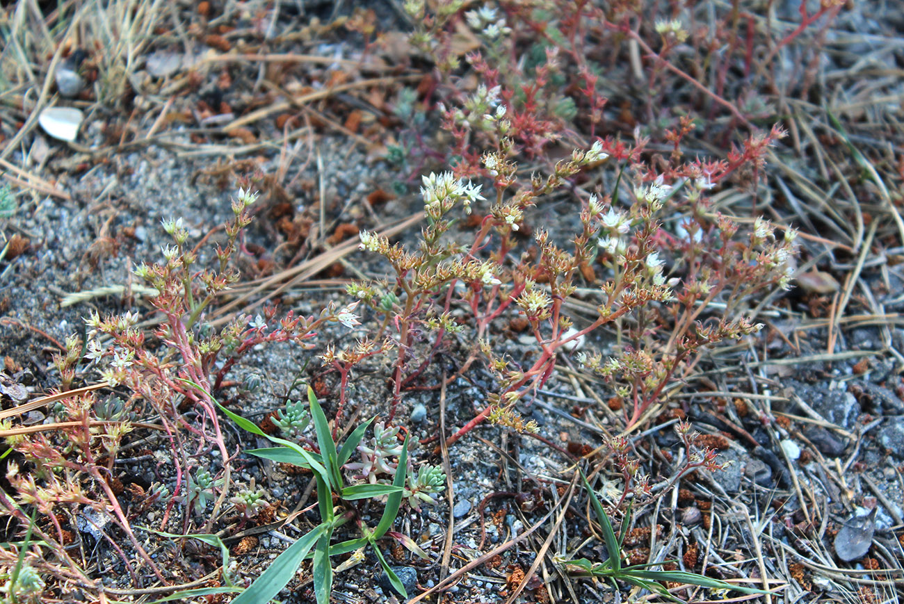 Изображение особи Sedum pallidum.