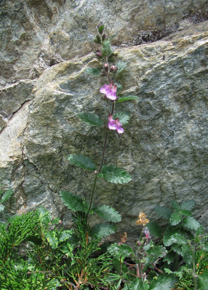 Изображение особи Teucrium chamaedrys.