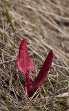 Rumex thyrsiflorus