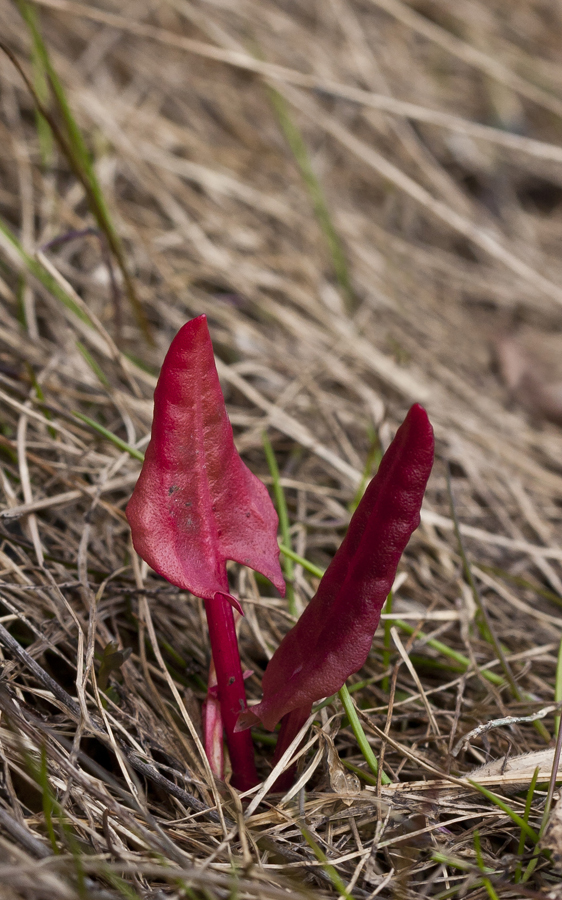 Изображение особи Rumex thyrsiflorus.