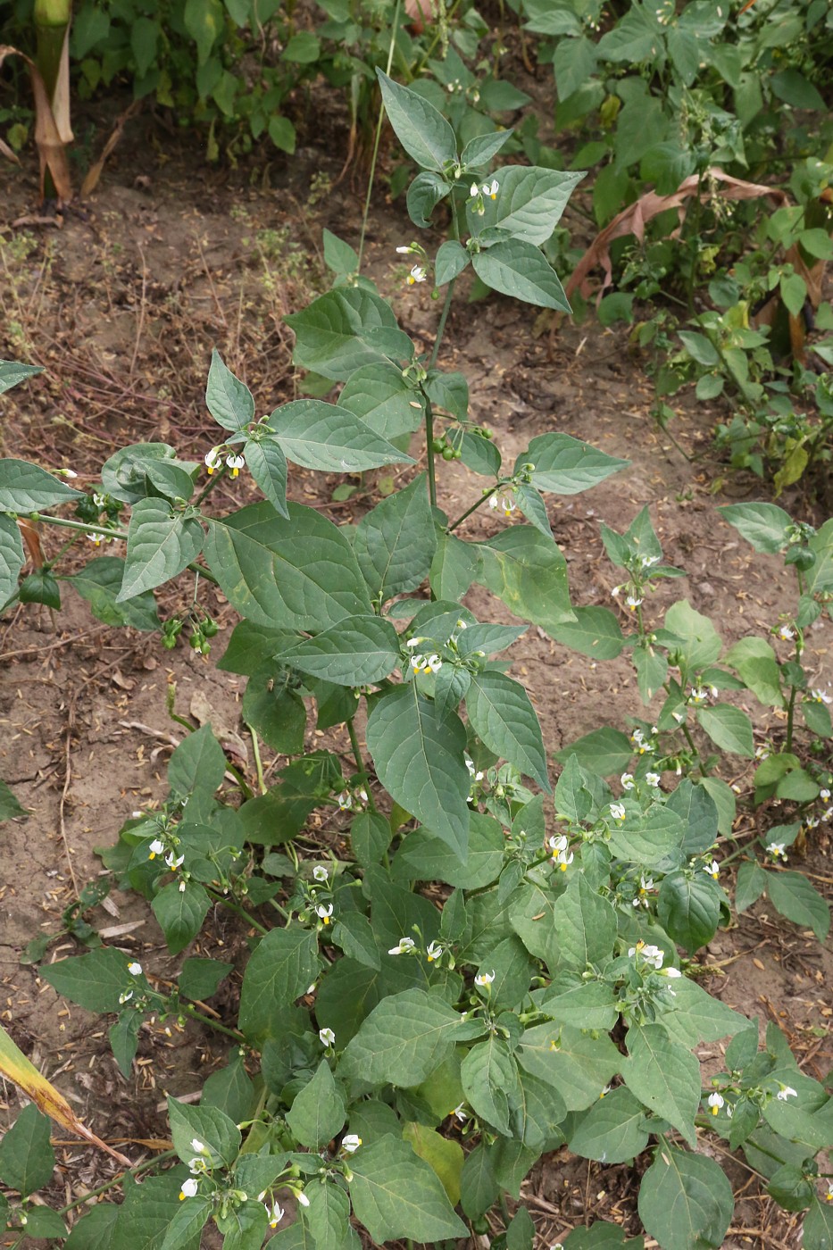 Изображение особи Solanum nigrum.