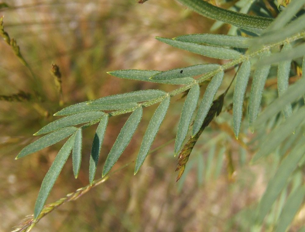 Image of Astragalus asper specimen.