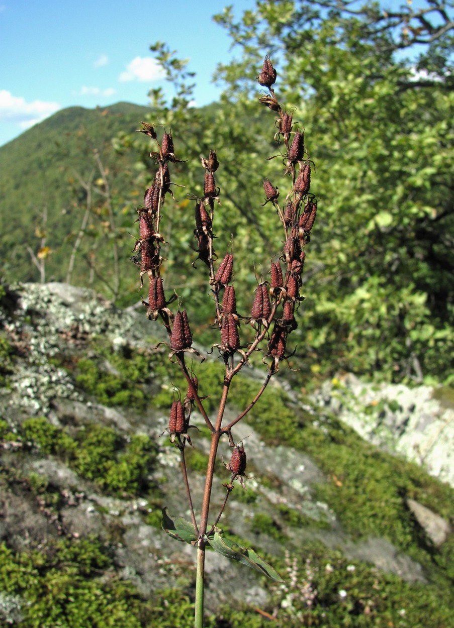 Image of Hypericum maleevii specimen.