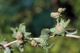 Atriplex ornata. Часть соцветия с формирующимися плодами. Узбекистан, г. Ташкент; остатки исторического памятника \"Актепа Чиланзарский\", оплывший лёссовый холм. 23.09.2017.