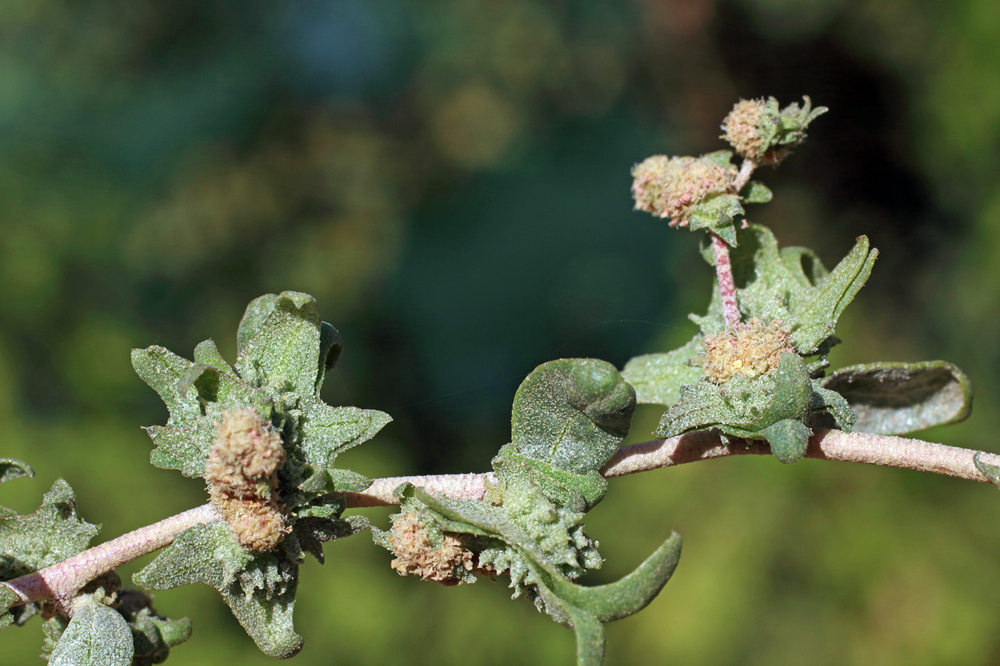 Image of Atriplex ornata specimen.