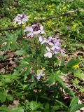 Cardamine quinquefolia