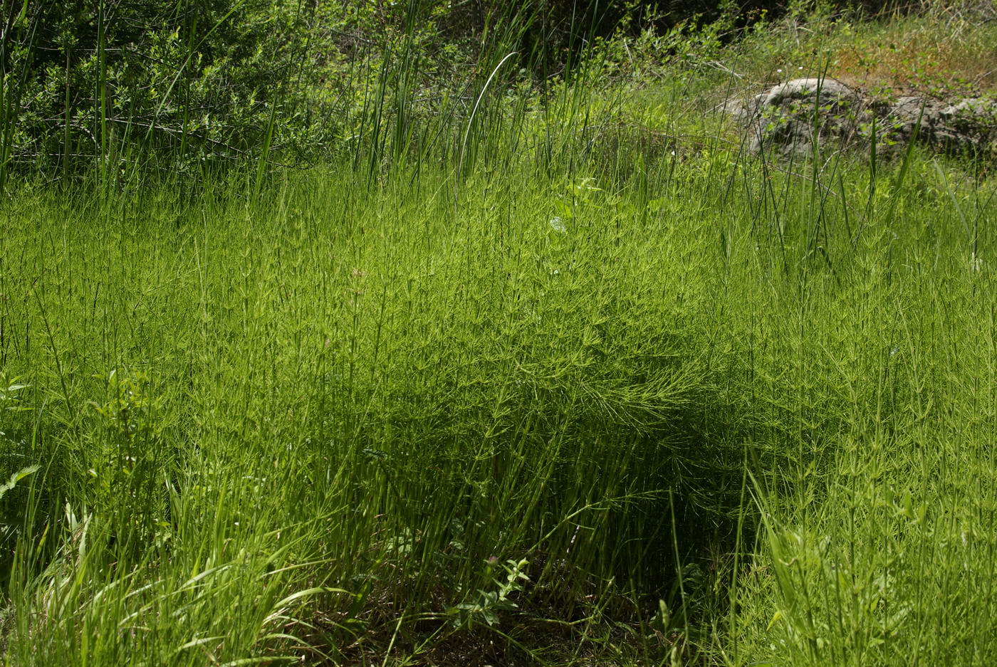 Image of Equisetum &times; litorale specimen.