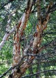Betula turkestanica