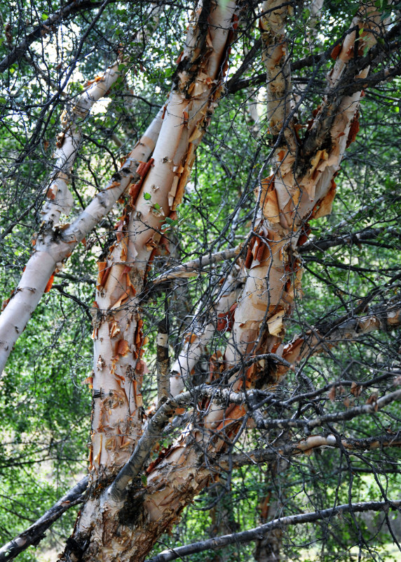 Изображение особи Betula turkestanica.