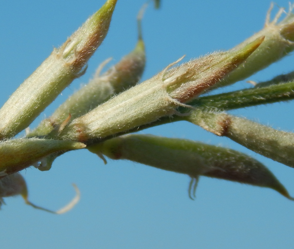 Изображение особи Astragalus varius.