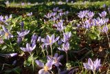 Crocus speciosus. Цветущие растения. Москва, ботанический сад МГУ. 08.11.2017.