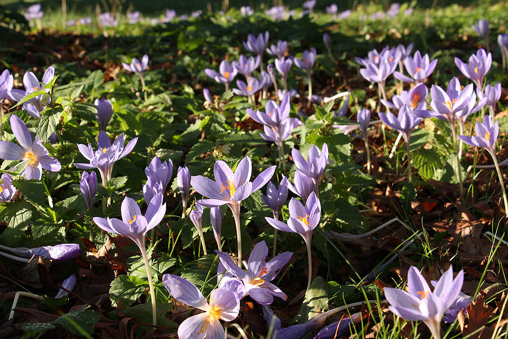 Image of Crocus speciosus specimen.
