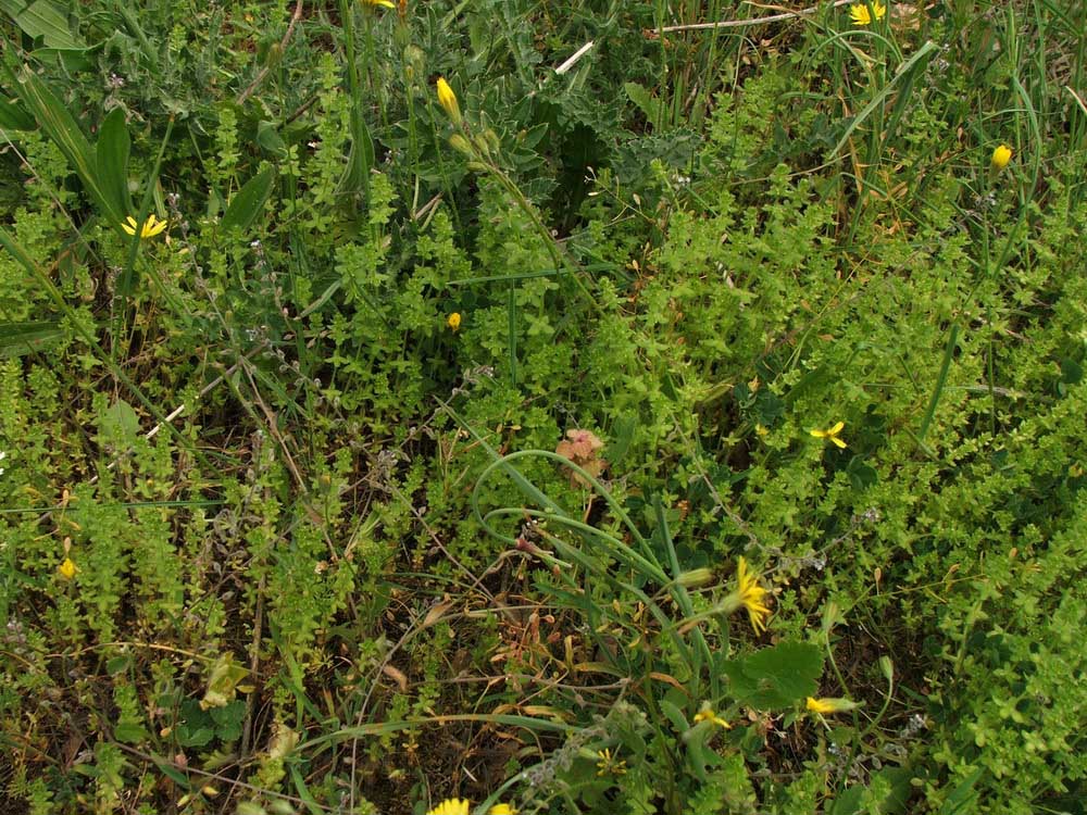 Image of Cruciata pedemontana specimen.