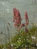 Rumex thyrsiflorus. Плодоносящее растение. Монгольский Алтай, берег реки Цаган-Сала-Гол, выс. 2390 м н.у.м. 29.07.2008.