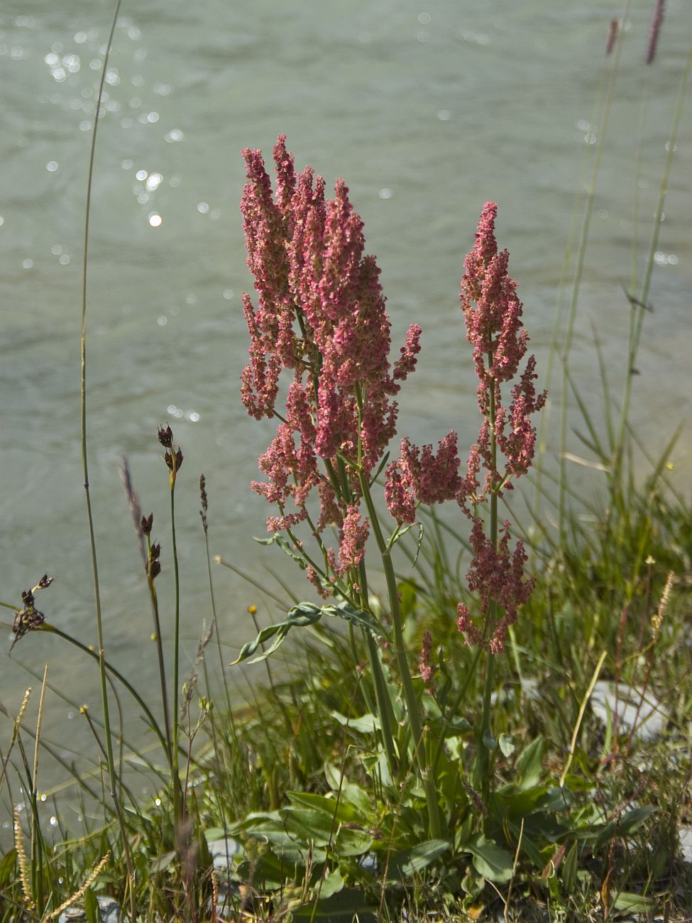 Image of Rumex thyrsiflorus specimen.