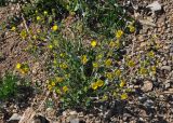 Potentilla evestita