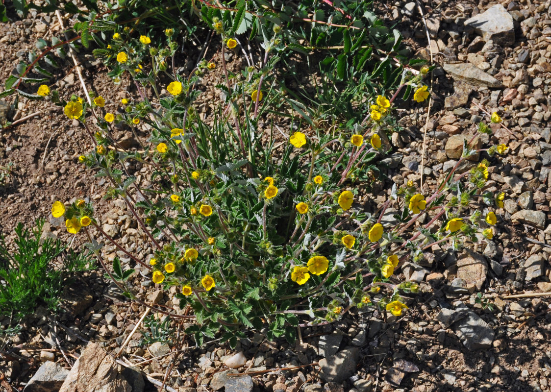 Изображение особи Potentilla evestita.