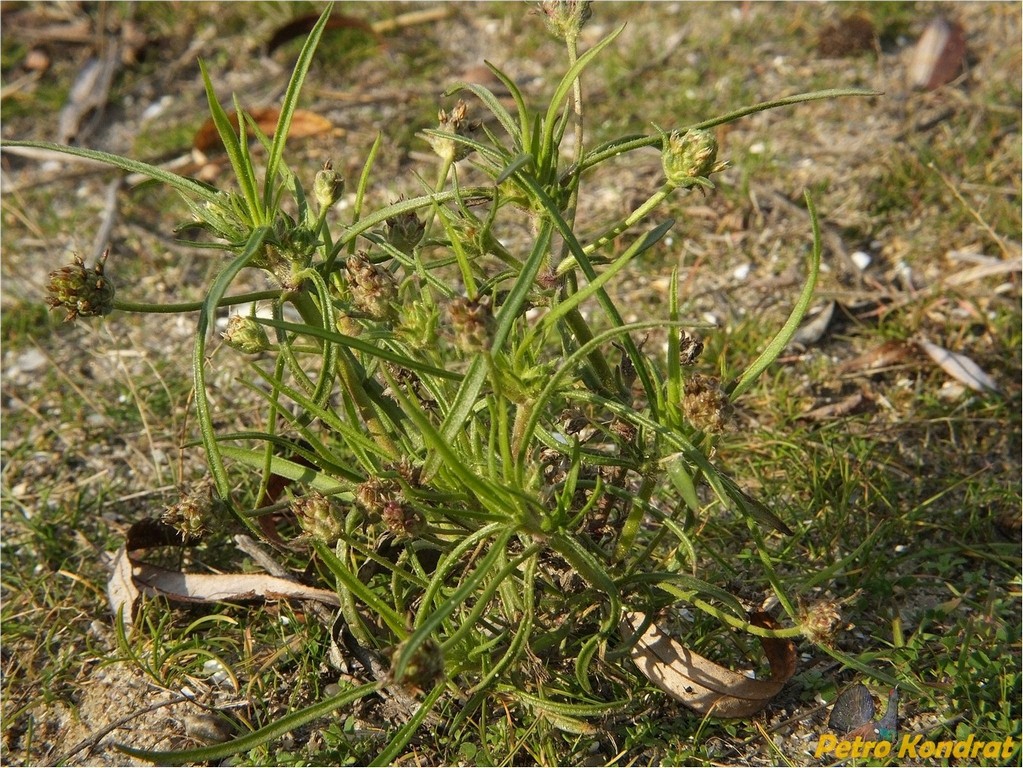 Image of Plantago arenaria specimen.