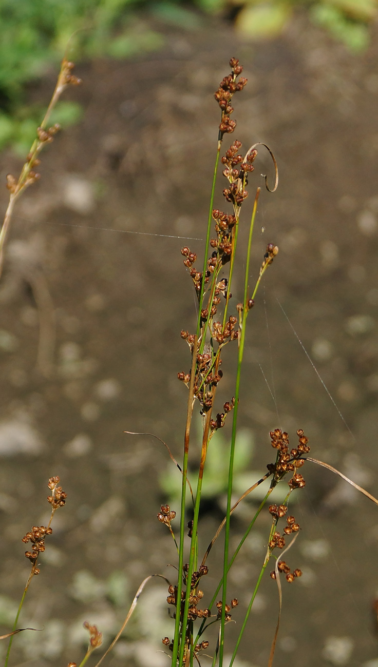 Изображение особи Juncus compressus.