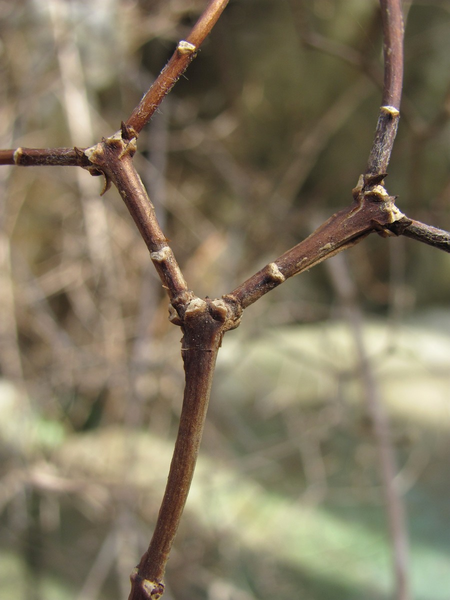 Image of Philadelphus caucasicus specimen.