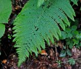 Dryopteris filix-mas. Верхушка вайи. Адыгея, Фишт-Оштеновский массив, юго-восточный склон горы Фишт, ≈ 1800 м н.у.м., буково-пихтовый лес. 05.07.2017.