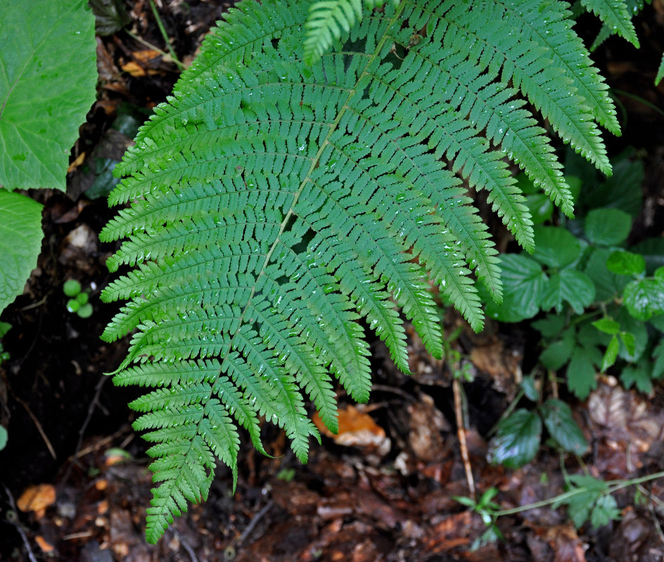 Image of Dryopteris filix-mas specimen.