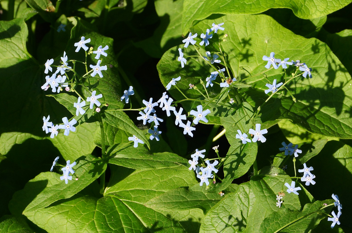 Изображение особи Brunnera macrophylla.