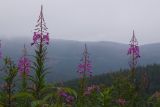 Chamaenerion angustifolium