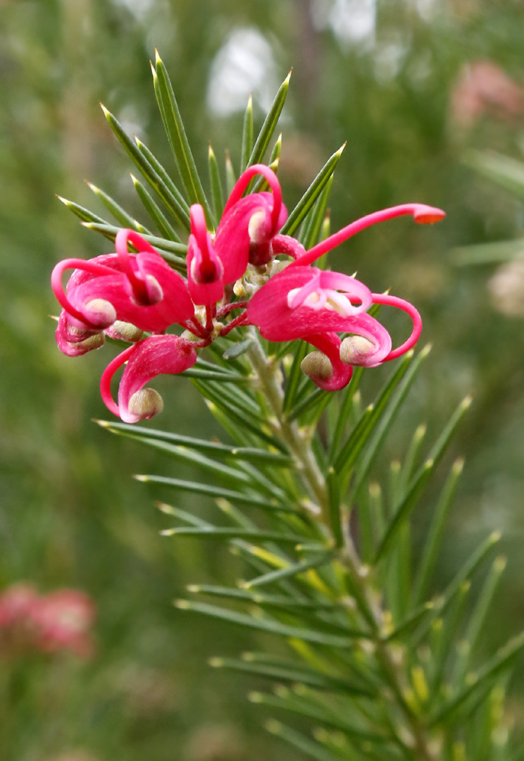 Изображение особи род Grevillea.