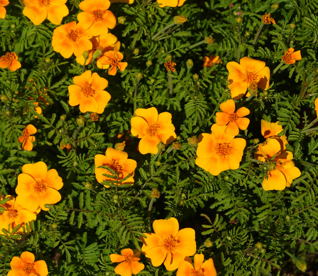 Изображение особи Tagetes tenuifolia.