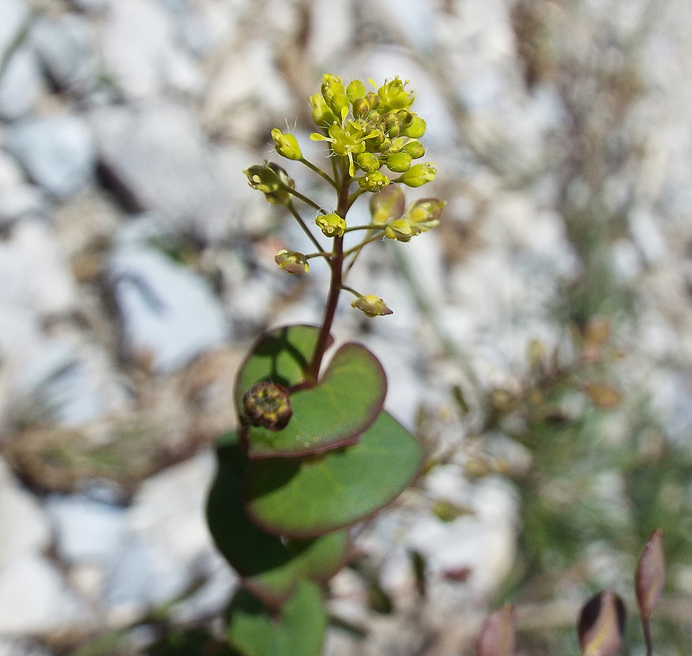 Изображение особи Lepidium perfoliatum.